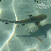 фото из отзыва ID 715518