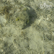 фото из отзыва ID 716459