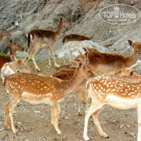 фото из отзыва ID 716609