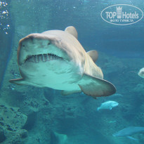 фото из отзыва ID 718943