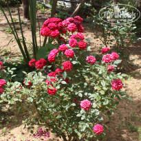 фото из отзыва ID 719505