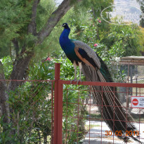 фото из отзыва ID 719725