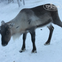 фото из отзыва ID 720788