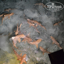 фото из отзыва ID 722454