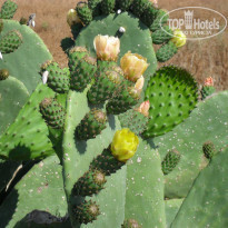 фото из отзыва ID 723077