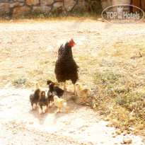 фото из отзыва ID 723263