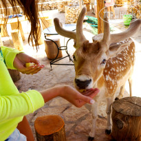 фото из отзыва ID 723263