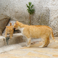 фото из отзыва ID 723263