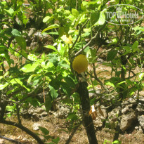 фото из отзыва ID 723506