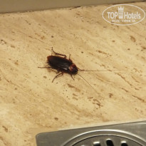 фото из отзыва ID 723568