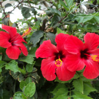 фото из отзыва ID 724166