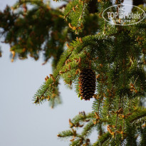 фото из отзыва ID 724246