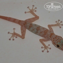 фото из отзыва ID 727885