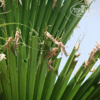 фото из отзыва ID 727950