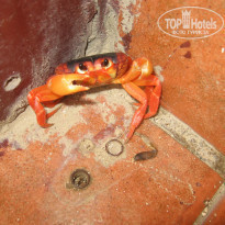 фото из отзыва ID 728269