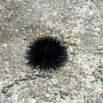 фото из отзыва ID 728623