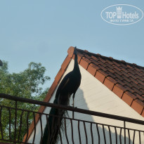 фото из отзыва ID 729119