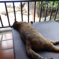 фото из отзыва ID 729237