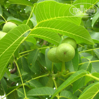 фото из отзыва ID 729631