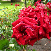 фото из отзыва ID 729631