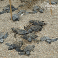 фото из отзыва ID 729732