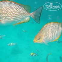 фото из отзыва ID 729737