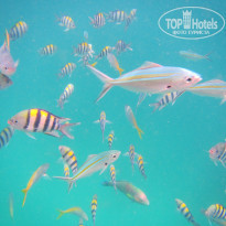 фото из отзыва ID 729737