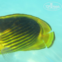 фото из отзыва ID 730231