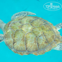 фото из отзыва ID 730361