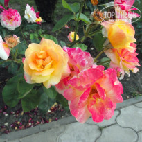 фото из отзыва ID 730457