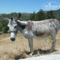 фото из отзыва ID 730629