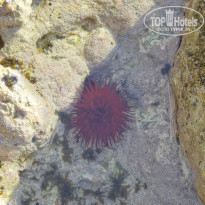 фото из отзыва ID 731441