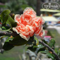 фото из отзыва ID 734441