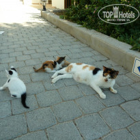 фото из отзыва ID 735683