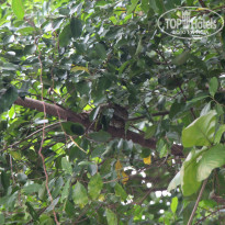 фото из отзыва ID 735700