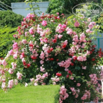 фото из отзыва ID 739402