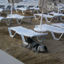 фото из отзыва ID 740188