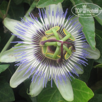 фото из отзыва ID 741669