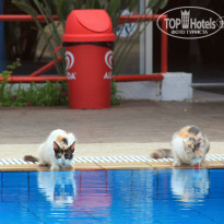 фото из отзыва ID 744040