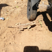 фото из отзыва ID 744813