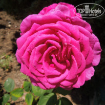 фото из отзыва ID 745370