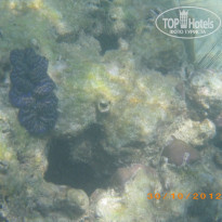 фото из отзыва ID 746452