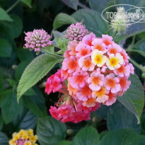 фото из отзыва ID 746813