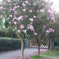 фото из отзыва ID 746813