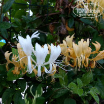 фото из отзыва ID 746813