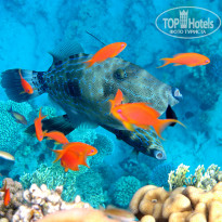 фото из отзыва ID 747429