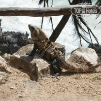 фото из отзыва ID 747718