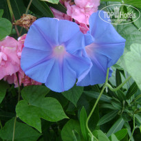 фото из отзыва ID 749238