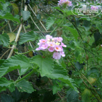 фото из отзыва ID 749238