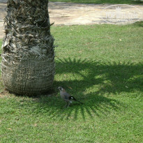 фото из отзыва ID 749238